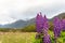 Arctic lupines blooming in the Southern Alps of New Zealand