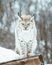 The Arctic Lynx