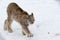 Arctic Lynx Cat