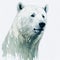Arctic Majesty: A Captivating Watercolor Portrait of an Adult Polar Bear