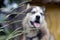 Arctic Malamute with blue eyes muzzle portrait close up throught the green grass stems with selective focus