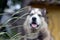 Arctic Malamute with blue eyes muzzle portrait close up throught the green grass stems with selective focus