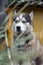 Arctic Malamute with blue eyes muzzle portrait close up throught the green grass stems with selective focus