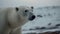 Arctic mammal in snow, endangered species, tranquil scene, selective focus generated by AI