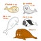 Arctic marine mammals with names. Vector cartoon color image.