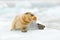 Arctic marine wildlife. Cute seal in the Arctic snowy habitat. Bearded seal on blue and white ice in arctic Svalbard, with lift up