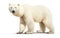 Arctic Monarch Polar Bear on White Background