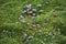 Arctic moss, flowers and mushrooms