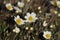 Arctic mountain avens forming a large colony of flowers on the arctic tundra