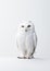 Arctic Owl. Minimalistic Elegance. Generative AI