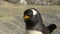 Arctic penguin head closeup