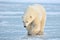 Arctic, Polar Bear