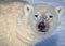 Arctic polar bear looks directly at camera, with blood on snout