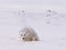 Arctic polar fox