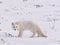 Arctic polar fox