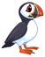 Arctic puffin. Cartoon seabird. Cute nordic bird