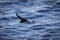 Arctic Puffin in flight