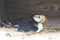 Arctic puffin on nest