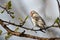 Arctic Redpoll - Acanthis hornemanni known in North America as the hoary redpoll, is a bird species in the finch family