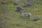 Arctic Reindeer in Edgeoya, Svalbard