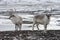 Arctic reindeers