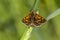 Arctic skipper (Carterocephalus palaemon)