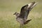 Arctic Skua