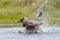 Arctic Skua