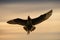 Arctic Skua