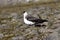 Arctic skua. Adult light morph.