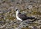 Arctic skua. Adult light morph.