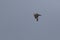 Arctic Skua in Flight for Fish seen off coast at Alibaug, Maharashtra, India