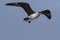 Arctic Skua in Flight for Fish seen off coast at Alibaug, Maharashtra, India