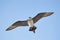 Arctic skua flying