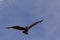 Arctic skua flying with open wings