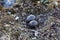 Arctic skua nest with two dark olive speckled eggs