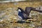 Arctic Skua is real predator and robber for Arctic bird