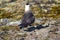 Arctic Skua is real predator and robber for Arctic bird