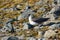 Arctic Skua is real predator and robber for Arctic bird