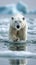 Arctic solitude Ursus maritimus gracefully navigating pack ice in Svalbard