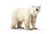 Arctic Sovereign Polar Bear on White Background
