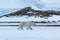 Arctic spring in south Spitsbergen. Polar bear.