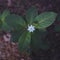 Arctic Star Flower or Trientalis europaea. at Chowiet Island, Semidi Islands, Alaska, USA