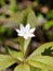 Arctic starflower