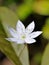 Arctic starflower