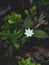 Arctic starflower. Seven petalled white forest flower