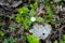 Arctic starflower. Seven petalled white forest flower