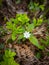 Arctic starflower. Seven petalled white forest flower. forest vegetation. Spring forest background. White flower in the spring