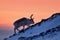Arctic sunrise. Orange light with reindeer. Wild Reindeer, Rangifer tarandus, with massive antlers in snow, Svalbard, Norway.