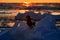 Arctic sunset. Winter sunrise with eagle. Steller\\\'s sea eagle, Haliaeetus pelagicus, morning twilight, Hokkaido, Japan.